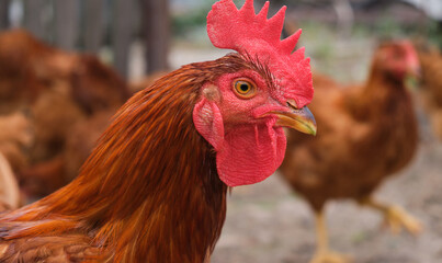 portrait backyard rural village eco organic Red Cockerel rooster chicken 