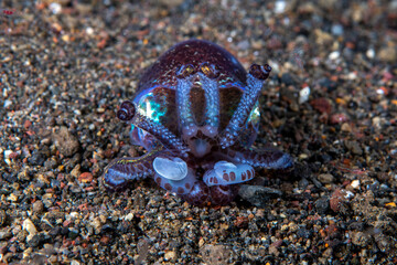 Berry's bobtail squid - Euprymna berryi hunts at night. Underwater world of Tulamben, Bali, Indonesia.