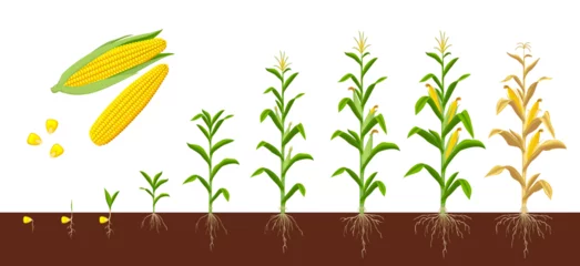Fotobehang Corn maize growth stages. Farm plant evolving, development stage or agriculture crop sapling evolution progress. Corn grow phases form seed with roots in soil to seedling, plant ready for harvesting © Vector Tradition