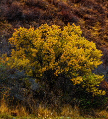 Fototapeta premium autumn trees in the park