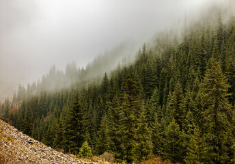 misty morning in the forest