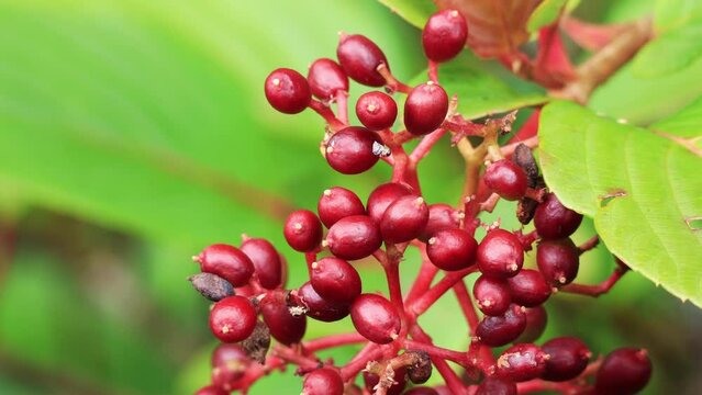 Close up of  Viburnum dilatatum with red berries on the tree. Linden arrowwood or linden viburnum fruits swaying in the wind.