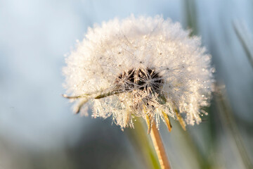 Fluffy white dandelion close-up.