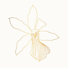 Fototapeta na wymiar Golden Line Orchids Cymbidium Flower. Flora and Isolated Botany Plant with Petals. Tropical exotic line flower illustration.