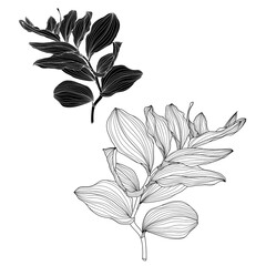 Solomon's seal (Polygonatum multiflorum), medicinal plant. Hand drawn botanical line  illustration.
