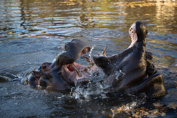 Fototapeta na wymiar Machtspiele der Flusspferde