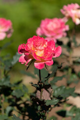 Obraz premium 薔薇