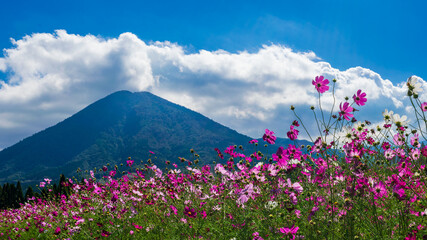 生駒高原_霧島山の麓に広がる広大な高原に100万本のコスモスが揺れる