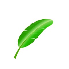 green leaf with feather