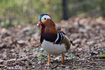 closeup of a male mandarin duck