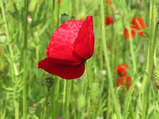 red poppy in the field