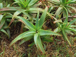 aloe vera plant in garden