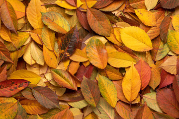 Lots of yellow and red dry leaves. Autumn background.