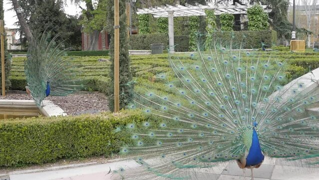 Zoom in two peacok during sexual mating dance, courtship ritual. Beautiful formal garden scenery at Cecilio Rodriguez garden, in Retiro Park. They turn, shake feather tails and flap wings.