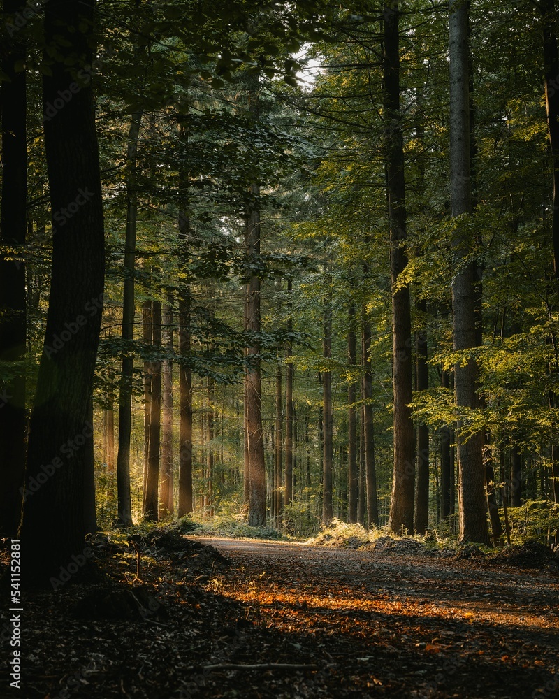 Poster aerial view of forest path surrounded by dense trees
