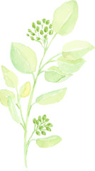 watercolor hand drawn green seeded eucalyptus leaf branch element