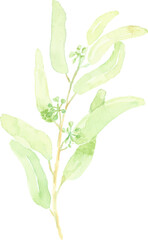 watercolor hand drawn green seeded eucalyptus leaf branch element