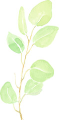 watercolor hand drawn green seeded eucalyptus leaf branch element