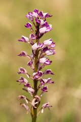 Military Orchid (Orchis militaris)