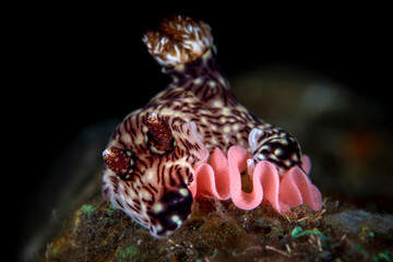 Nudibranch (sea slug) - Jorunna rubescens laying eggs. Underwater macro world of Tulamben, Bali, Indonesia.