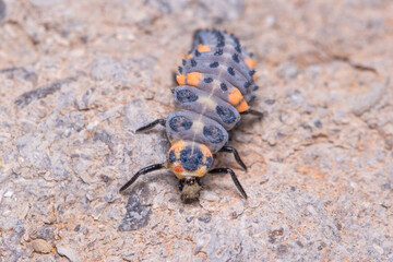 Nymph of seven-spotted ladybug, Coccinella semptempunctata, walking on a rock