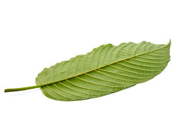 	
Kratom leaves green leafy plants have benefits to help reduce fat.	
