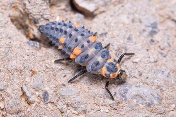 Nymph of seven-spotted ladybug, Coccinella semptempunctata, walking on a rock