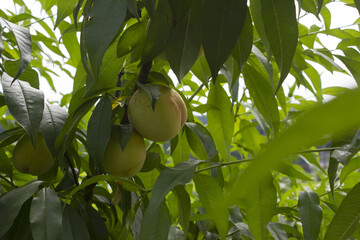 
A tree with ripe peach fruits.