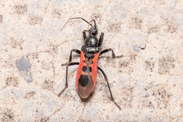 Peirates stridulus assassin bug walking on a concrete floor under the sun