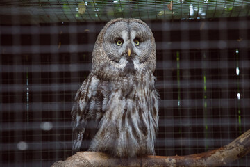 owls are also often kept in captivity