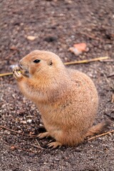 Perrito de las praderas comiendo