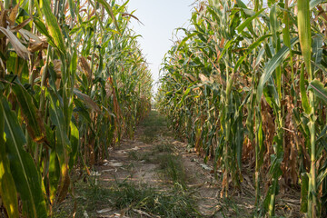 harvest corn field in agricultural garden 