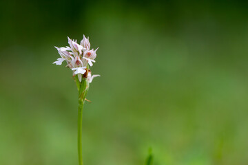 Three-toothed Orchid (Orchis tridentata) in natural habitat
