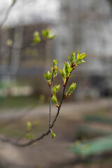 Fresh green leaves bloom on a tree branch in spring. Selective focus.