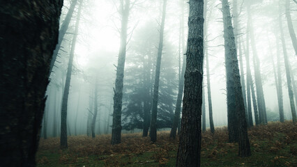 Forest shrouded in autumn fog