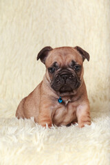 Obraz premium dog breed french bulldog
