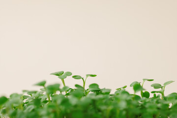 Young sprouts of milk thistle. Growing Milk Thistle sprouts for healthy salad. Copy space for you text.