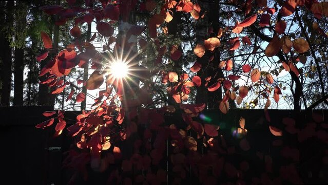 The red frozen leaves of the skumpia bush (lat. Cotinus) are heated by the early morning sun from behind the fence and fall to the ground. The backlight of the sun forms a multi-beam star