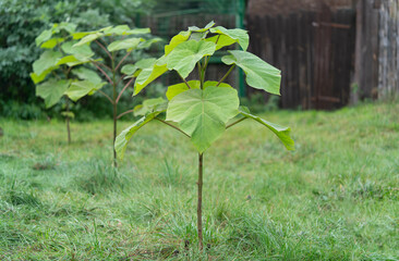 A young Paulownia tree in the foreground,  A technological tree used for renewable timber growing or quick forestation