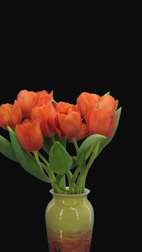 Time lapse of growing and opening red Escape tulip bouquet in a vase with ALPHA transparency channel isolated on black background, vertical orientation