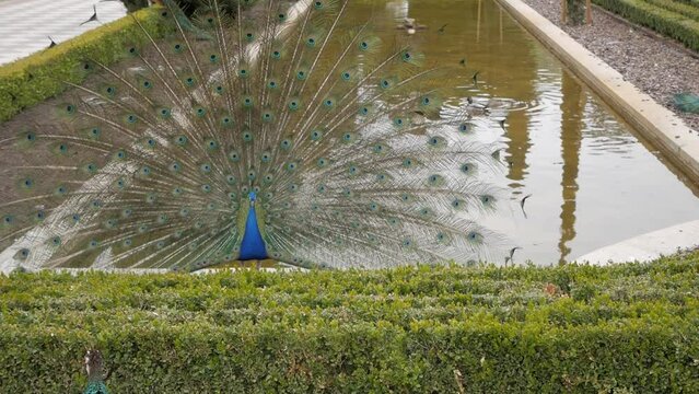 Majestic peacok with open tail on beautiful scenery at formal gardens Cecilio Rodriguez at Retiro Park, Madrid. Courtship display to female between hedge bushes. Male in front of pond.