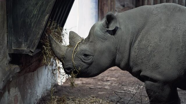 Close up White Rhino (Endangered specie) eating in the wildlife park at Chester Zoo, UK.
