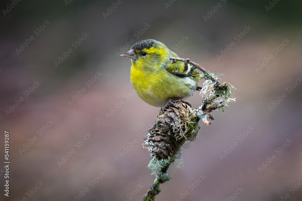 Poster a male siskin is perched on the top of a branch. the background is natural and clean and there are n