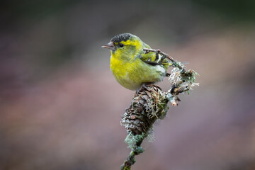 a male siskin is perched on the top of a branch. The background is natural and clean and there are no people