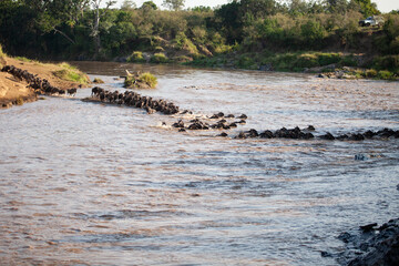 The annual Wildebeest migration means crossing the Mara river and Masai Mara