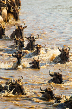 The annual Wildebeest migration means crossing the Mara river and Masai Mara © wayne