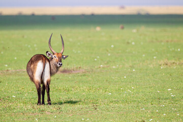 Defassa Waterbuck on the green savannah grass of the Masai Mara, Kenya