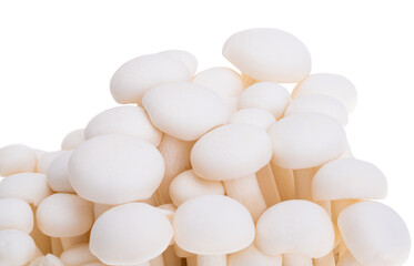 japanese shimeji mushrooms isolated