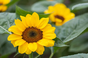 Close-up of sunflower in the wind in sunflowers field