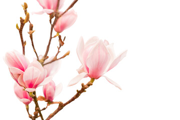 Fototapeta na wymiar pink magnolia flowers on tree branch isolated